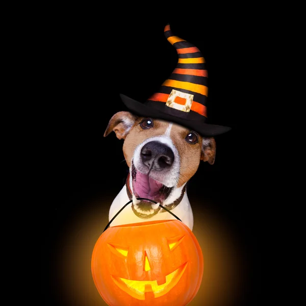 Halloween pumpkin dog isolated on black — Stock Photo, Image