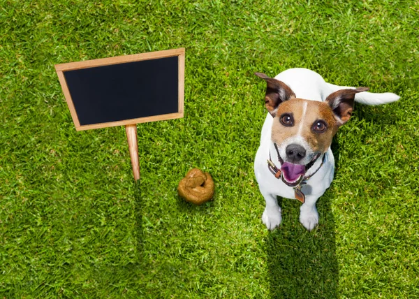 Köpek boku Park çimenlerin üzerinde — Stok fotoğraf