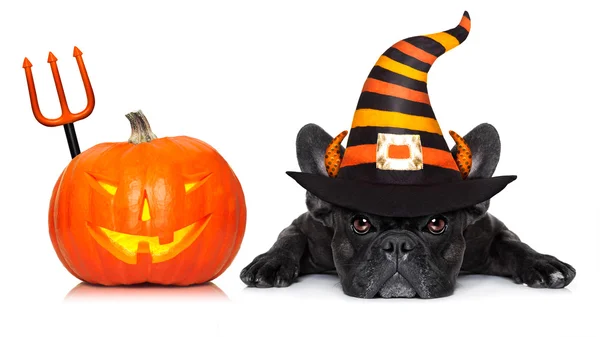 Halloween dog  banner — Stock Photo, Image