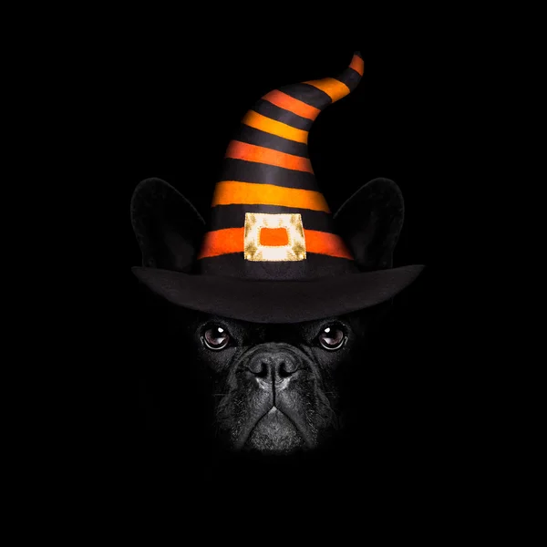 Halloween hond op zwarte achtergrondgeluid — Stockfoto