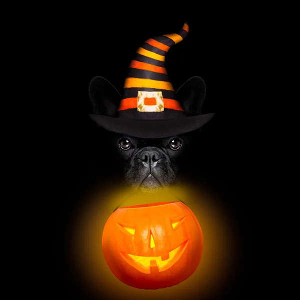 Halloween koira musta backgroud — kuvapankkivalokuva