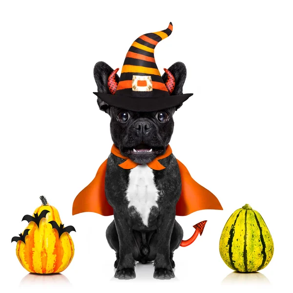 Halloween hund hatt — Stockfoto