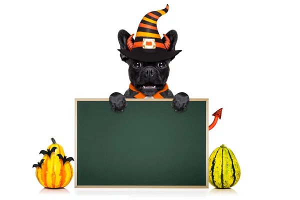 Cappello cane di Halloween — Foto Stock