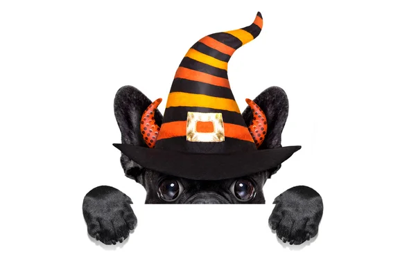 Halloween dog  hat — Stock Photo, Image