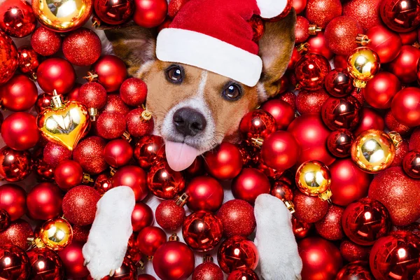 Jul jultomte hund och xmas bollar som bakgrund — Stockfoto