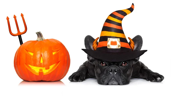 Nápis Halloween pes — Stock fotografie