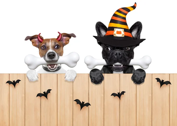 Halloween  devil dogs hungry for food — Stock Photo, Image