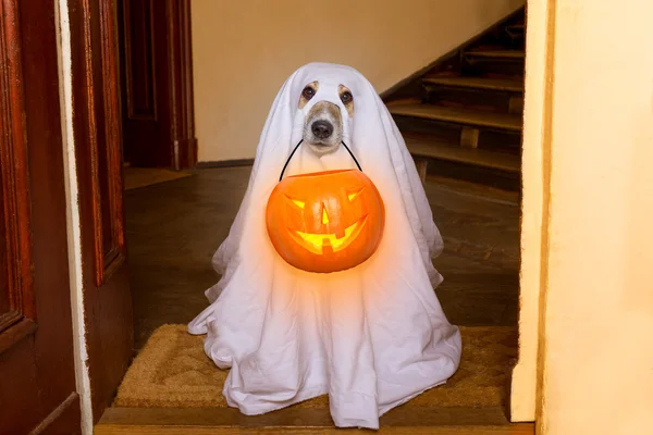 Απόκριες φάντασμα σκύλος trick ή θεραπεία — Φωτογραφία Αρχείου