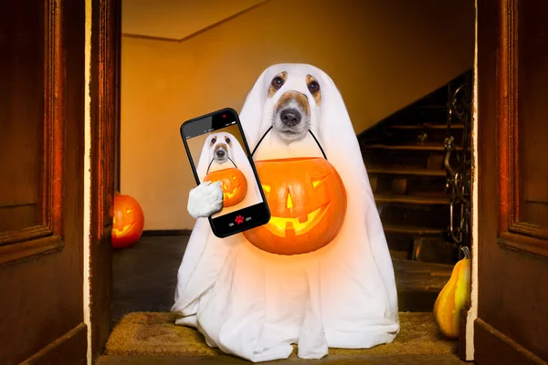 Halloween fantasma cão truque ou tratar — Fotografia de Stock