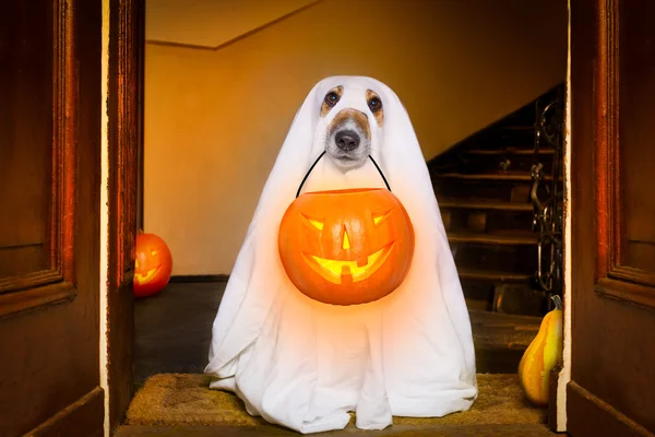 Halloween Geisterhund Trick oder Leckerbissen — Stockfoto