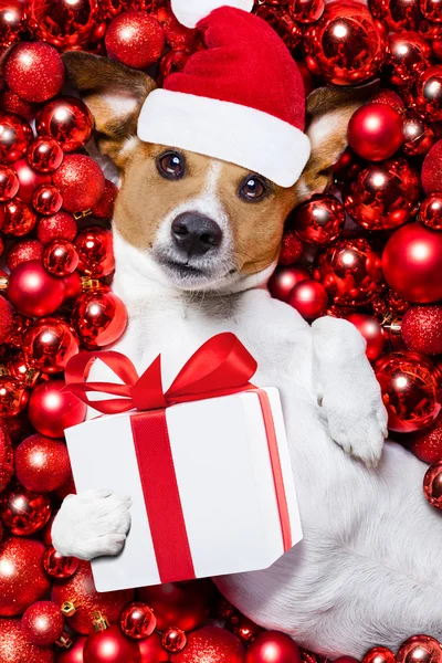 Navidad santa claus perro y bolas de Navidad como fondo —  Fotos de Stock