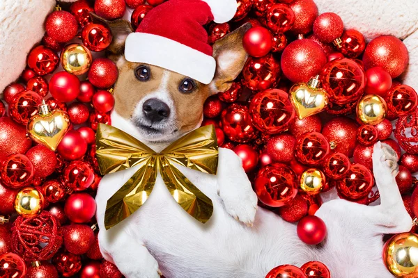 Christmas santa claus hond en xmas ballen als achtergrond — Stockfoto