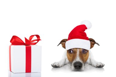 Noel Noel Baba köpek 