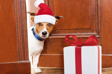 Noel Noel Baba köpek