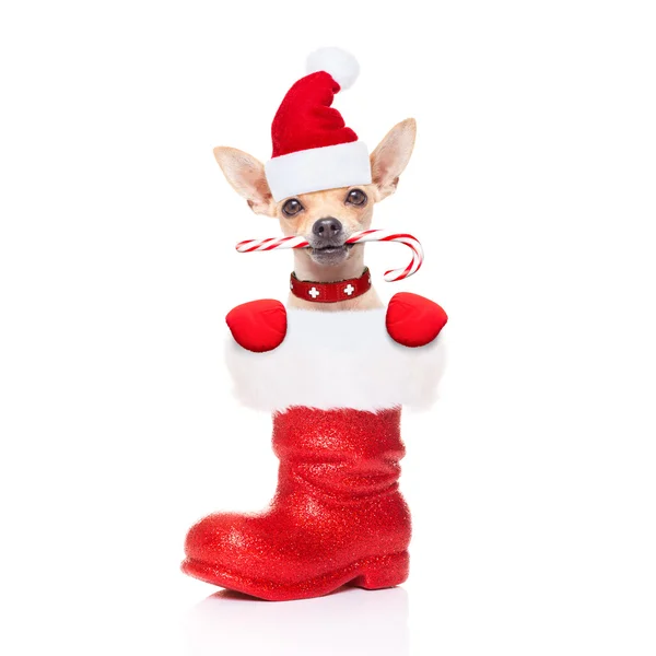 Natal Santa Dog — Fotografia de Stock