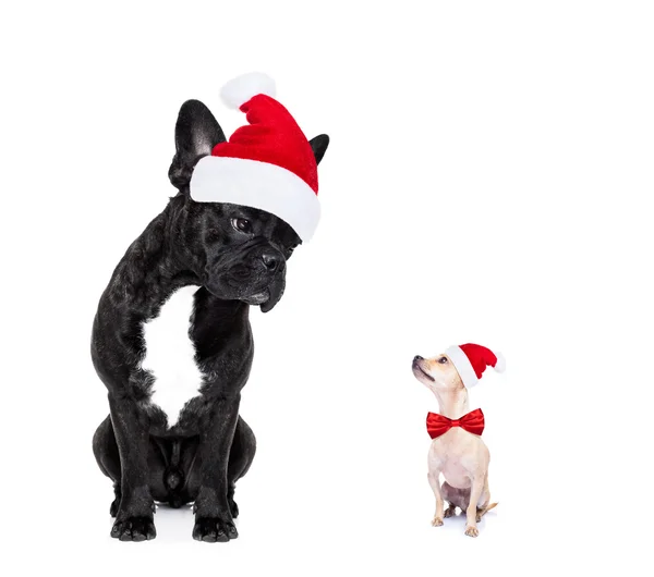 Natale Santa cani — Foto Stock