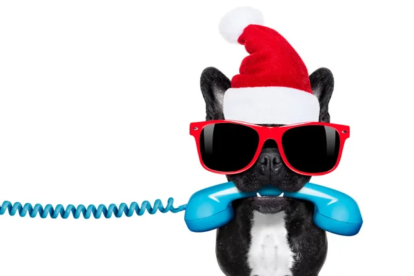 Cão no telefone Natal chapéu de santa — Fotografia de Stock