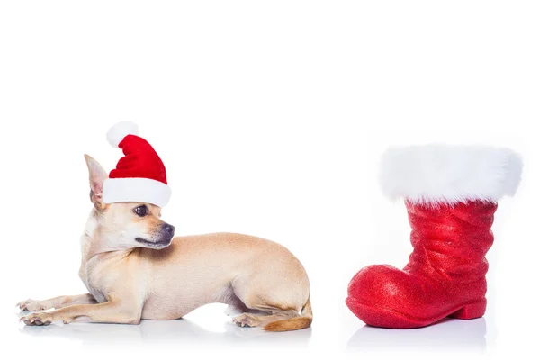 Natal Santa Dog — Fotografia de Stock