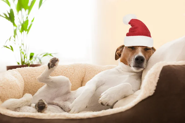 Siesta cane durante le vacanze di Natale — Foto Stock