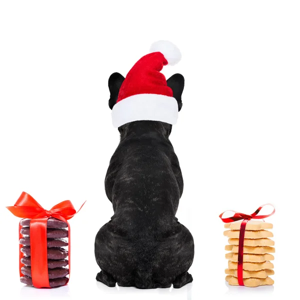 Perro de Navidad Santa —  Fotos de Stock