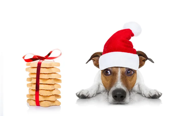 Christmas santa hund — Stockfoto