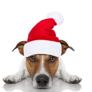 Noel Noel Baba köpek 