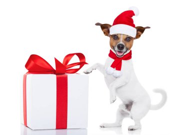 Noel Noel Baba köpek