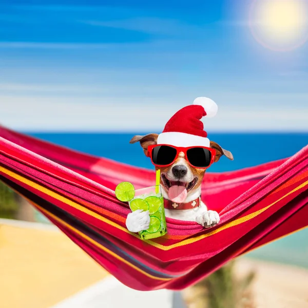 Cão na rede em férias de Natal de verão — Fotografia de Stock