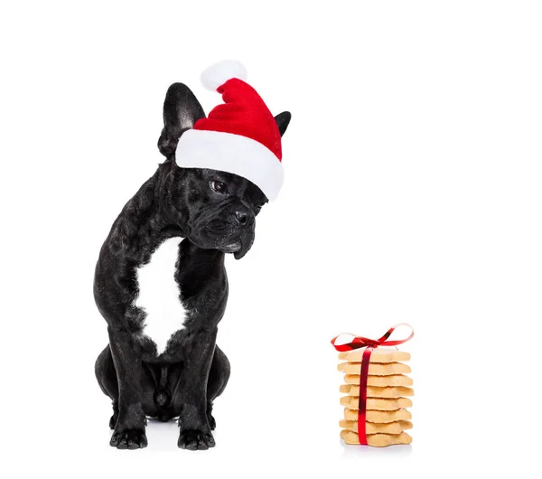 Perro de Navidad Santa —  Fotos de Stock