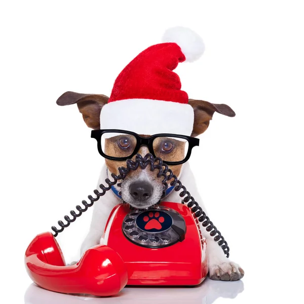 Hund på telefonen christmas santa hat — Stockfoto