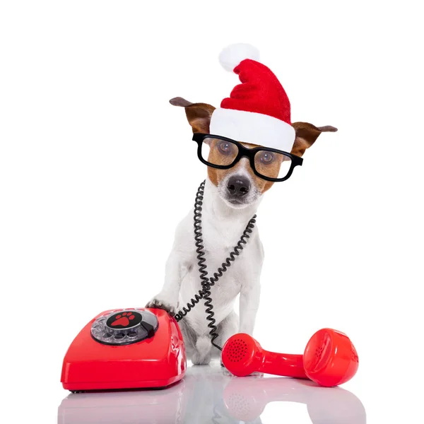 Hund på telefonen christmas santa hat — Stockfoto