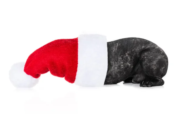 Weihnachtsmann-Hund — Stockfoto