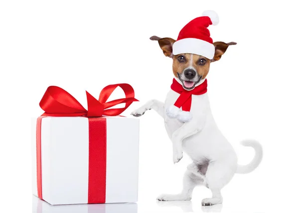 Christmas santa dog — Stock Photo, Image
