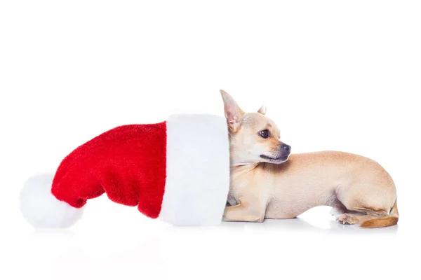 圣诞圣诞老人狗 — 图库照片
