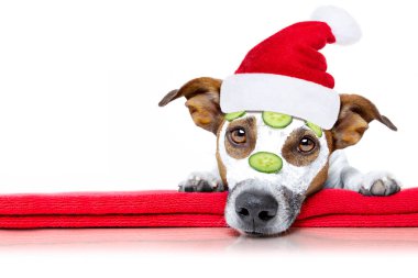 köpek güzellik maskesi sağlık spa ile