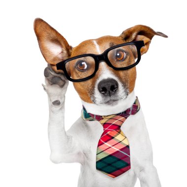 köpek telefon