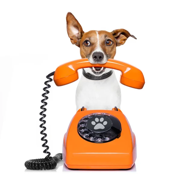 Hund am Telefon — Stockfoto