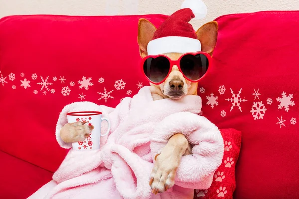 Spa para perros bienestar vacaciones de Navidad —  Fotos de Stock
