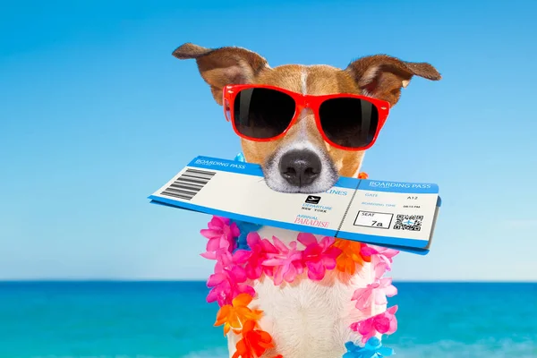 CHEK i boarding pass sommaren hund — Stockfoto