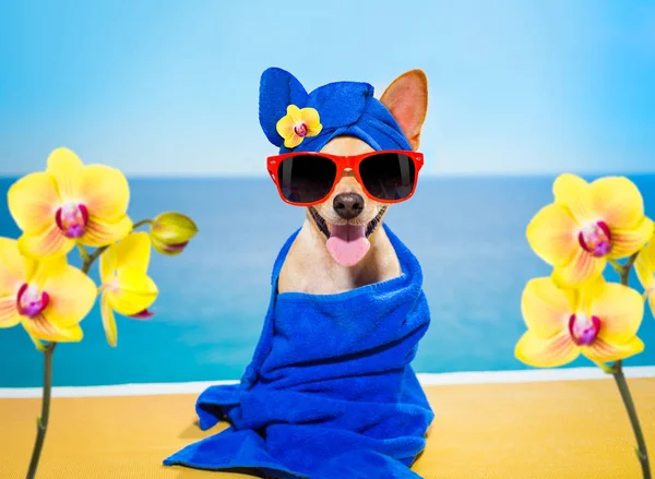 Wellness skönhet spa hund — Stockfoto