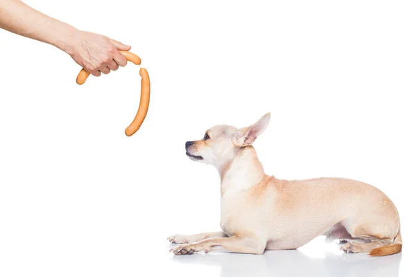 Голодная собачья колбаса — стоковое фото