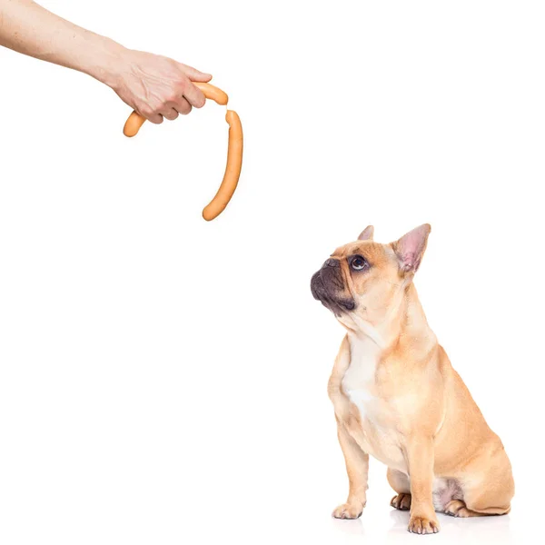 Hungrig hund korv — Stockfoto