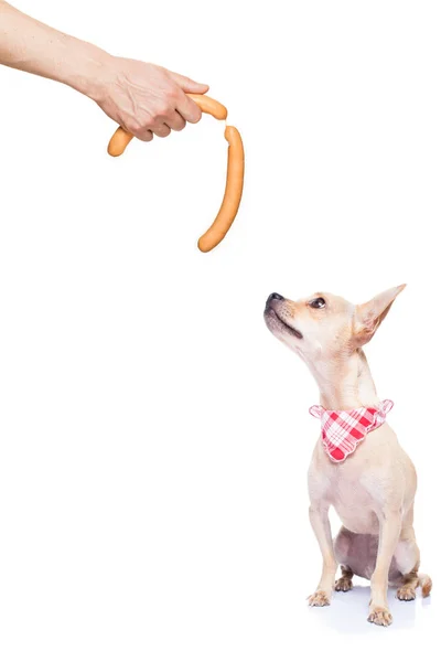 Hungrig hund korv — Stockfoto