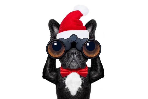 Babbo Natale cane — Foto Stock