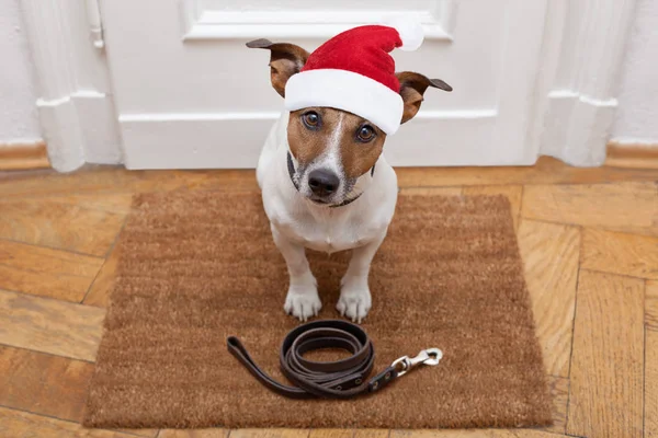 Dog waits for walking with leash — Stock Photo, Image