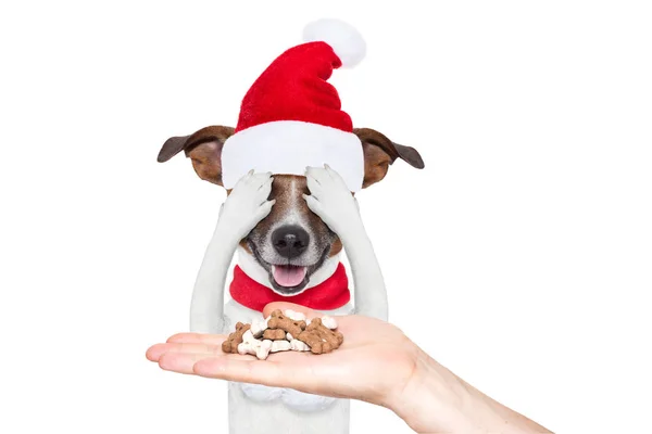 Santa claus emocionado y sorprendido perro —  Fotos de Stock
