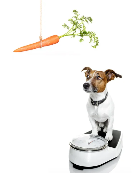 Dog on scale , with overweight — Stock Photo, Image