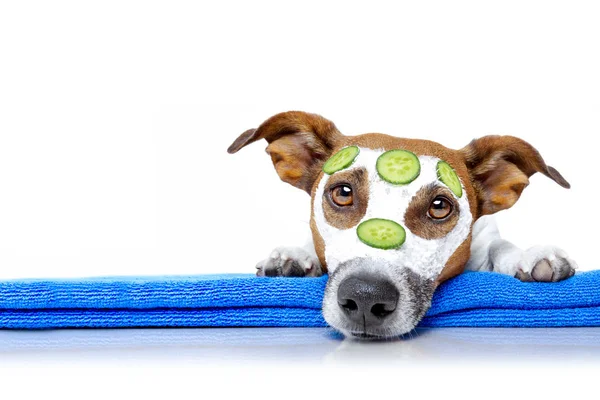 Hunde mit einer Schönheitsmaske Wellness-Spa — Stockfoto