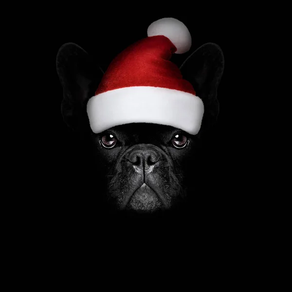 Christmasn santa claus perro sobre fondo negro —  Fotos de Stock