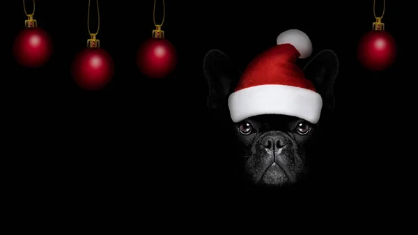Christmasn santa claus câine pe backgroud negru — Fotografie, imagine de stoc